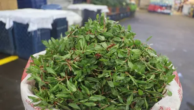 Doğada bedava, pazarda kilosu 150 TL: Her derde deva bitki büyük ilgi görüyor