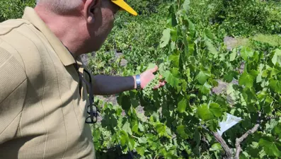 Patates ekili alanlarda zararlı alarmı