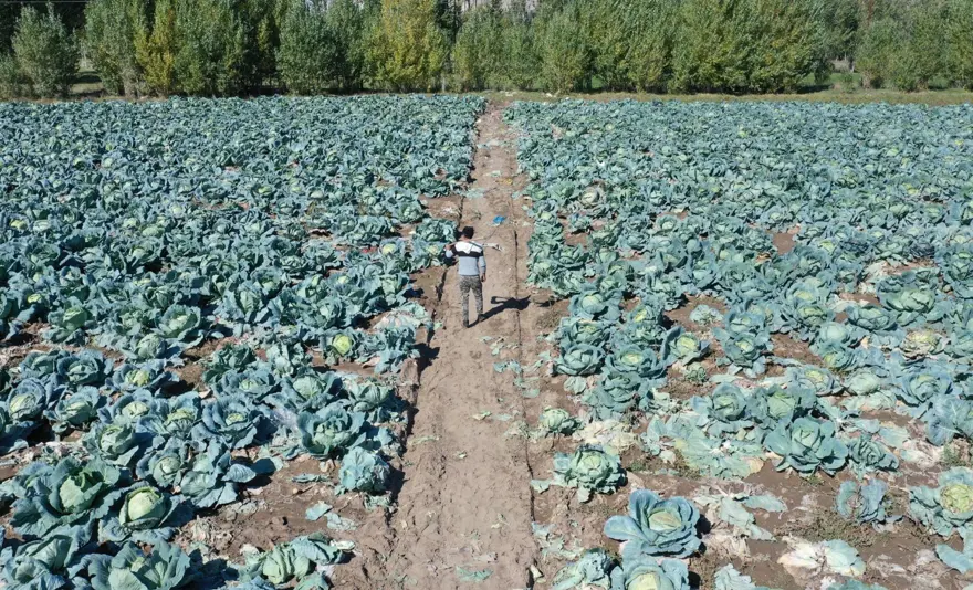 500 çiftçinin emeği tescillendi! Van'ın gururu "Erciş lahanası" oldu 6