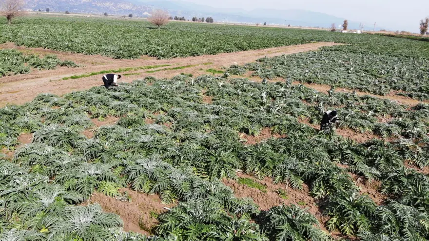 Enginarda soğuğa karşı seferberlik ilan edildi Enginarda soğuğa karşı seferberlik ilan edildi