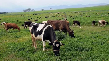 Meralar ekonomik değere dönüştürülecek