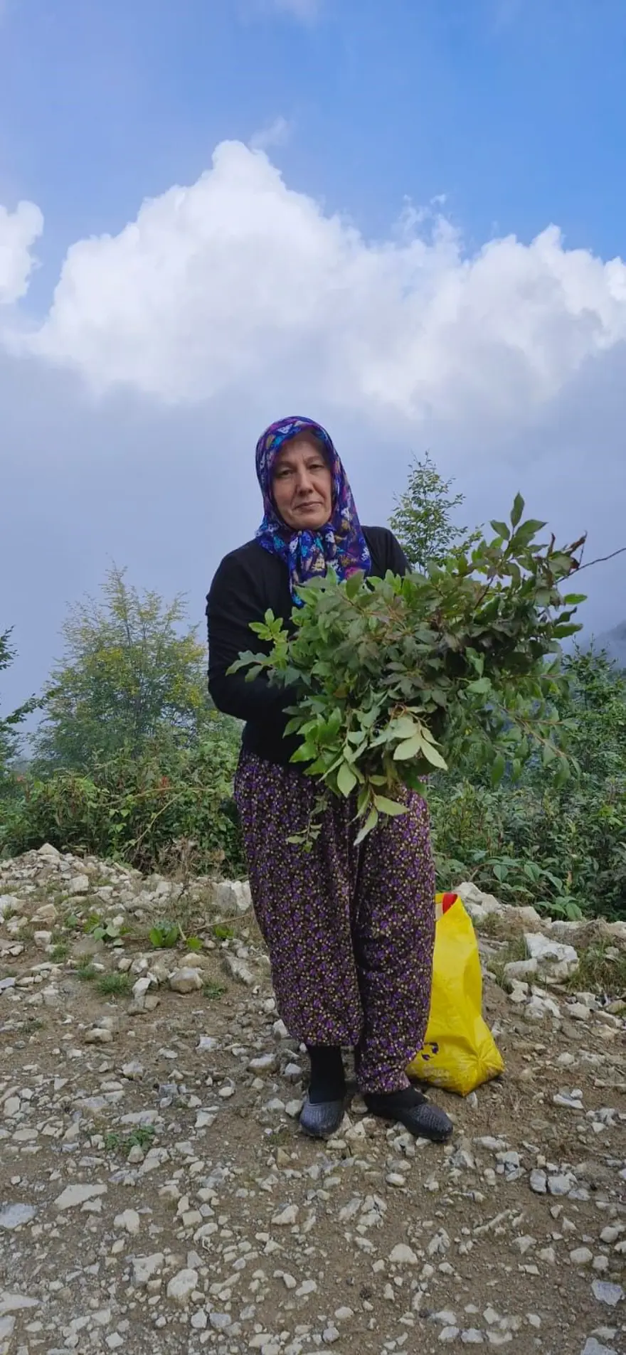 Orman kenarında kendiliğinden yetişiyor: Erken saatte topluyorlar 2 Orman kenarında kendiliğinden yetişiyor: Erken saatte topluyorlar 2