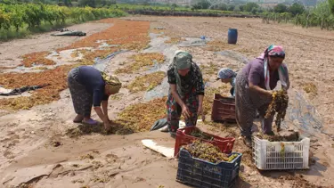 Manisa'yı sağanak vurdu: Tonlarca üzüm sel sularına kapıldı