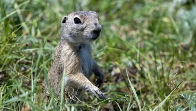 "Anadolu yer sincabı" Kars'ta görüntülendi
