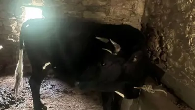 Çaldığı büyükbaş hayvanı satmak isterken yakalandı