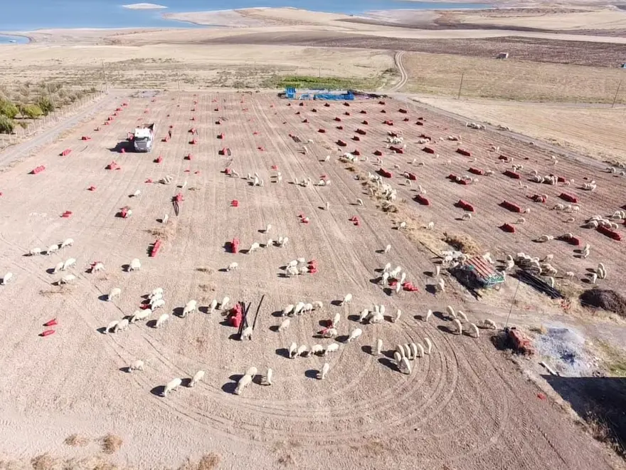 Tarlada fiyatı 8 lira: Hasadı başladı 4 Tarlada fiyatı 8 lira: Hasadı başladı 4