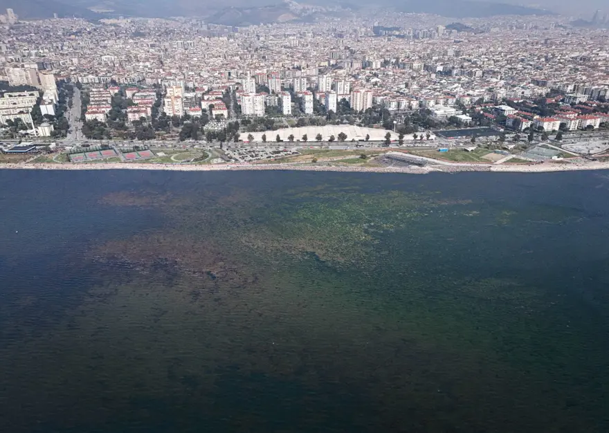 Halk arasında "deniz marulu" olarak biliniyor: İzmir Körfezi'ni kapladı 2