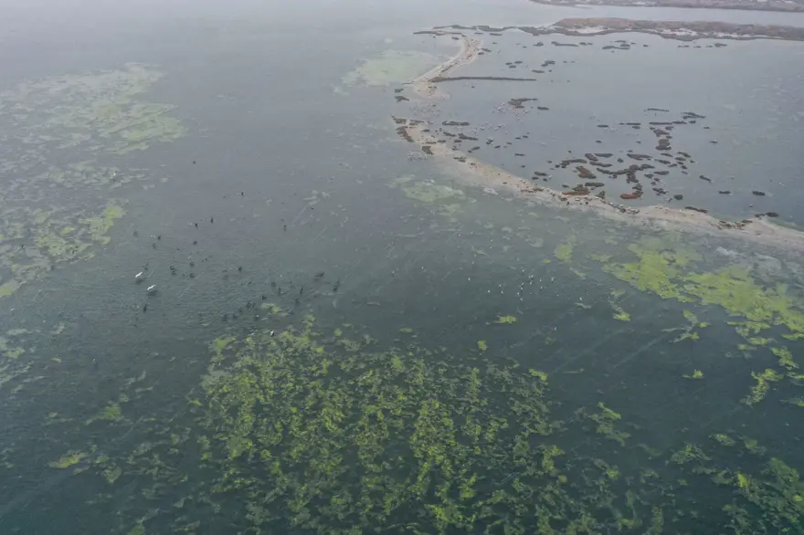 Balık ölümlerinden sonra şimdi de yosun kirliliği 5 Balık ölümlerinden sonra şimdi de yosun kirliliği 5