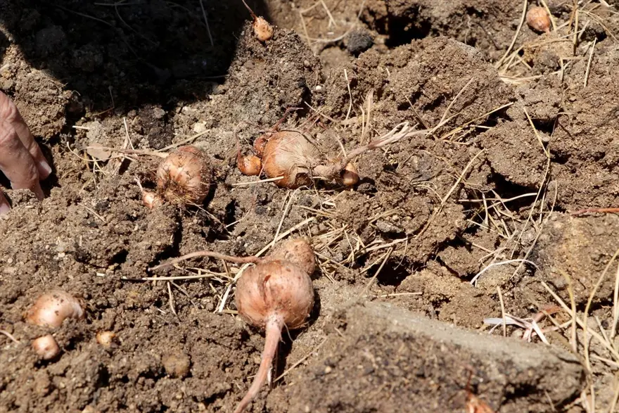 Edirne'de "mucize bitki" diye adlandırılan safranın soğan hasadına başlandı 3