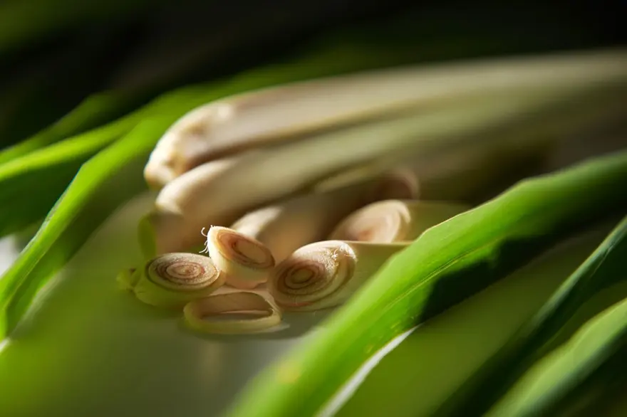 Beyin ve damarlardaki tıkanıklığı geçiriyor! Yüzyıllardır sayısız hastalığın çaresi: Türkiye'nin kıyı kesimlerinde yetişiyor 