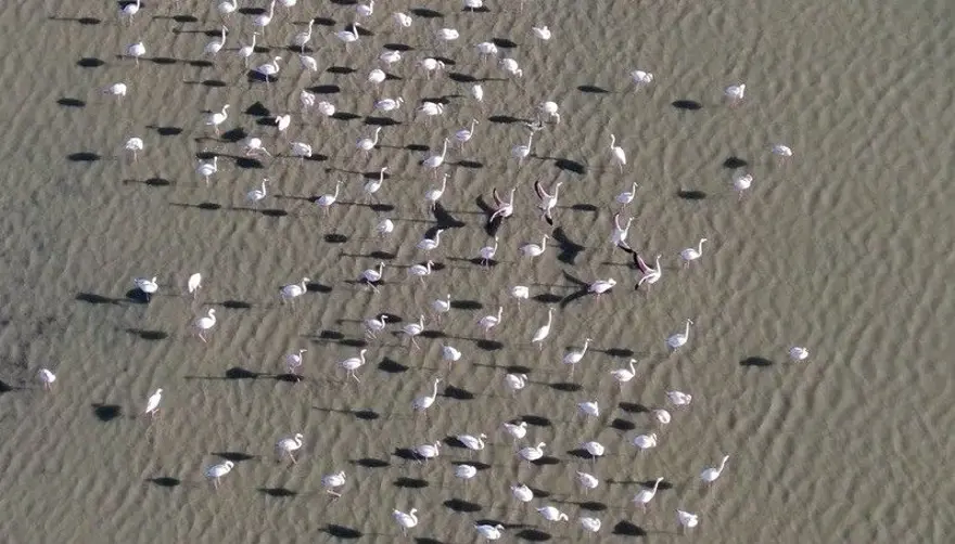 Flamingoların muhteşem kış dansı 9