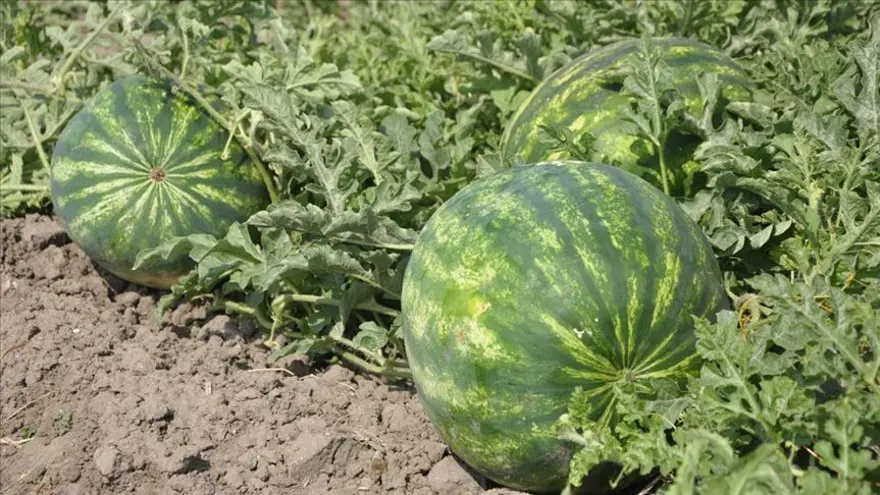 Kelek karpuzu belli eden özellikler: İyi karpuz nasıl seçilir? 4