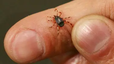 Tarlaya erken git, keneden korun