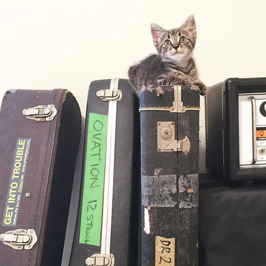 Hayatını kedileri kurtarmaya adadı 252