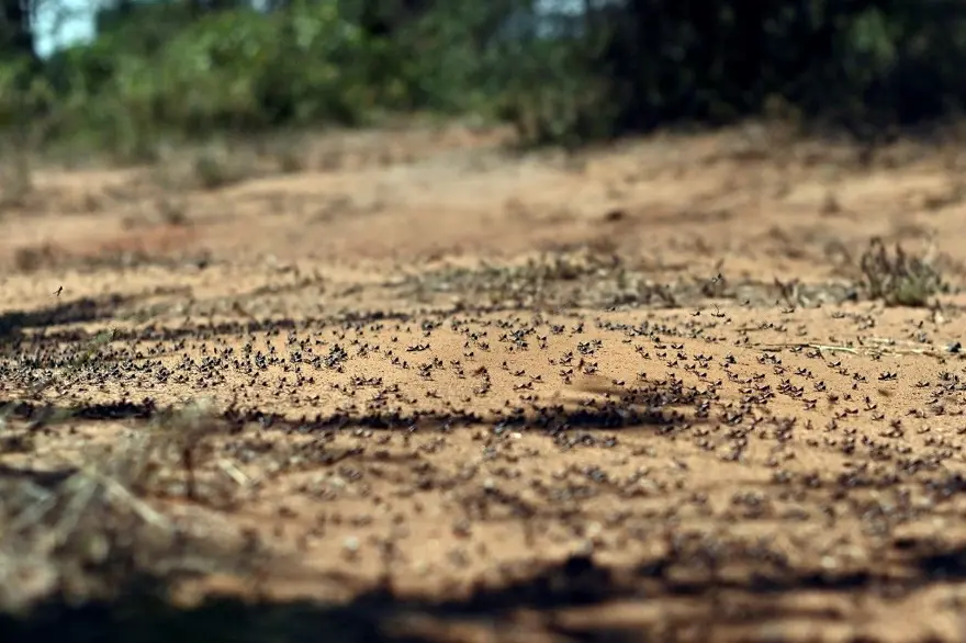 Çekirge istilası uyarısı: 20 kat daha büyük 11