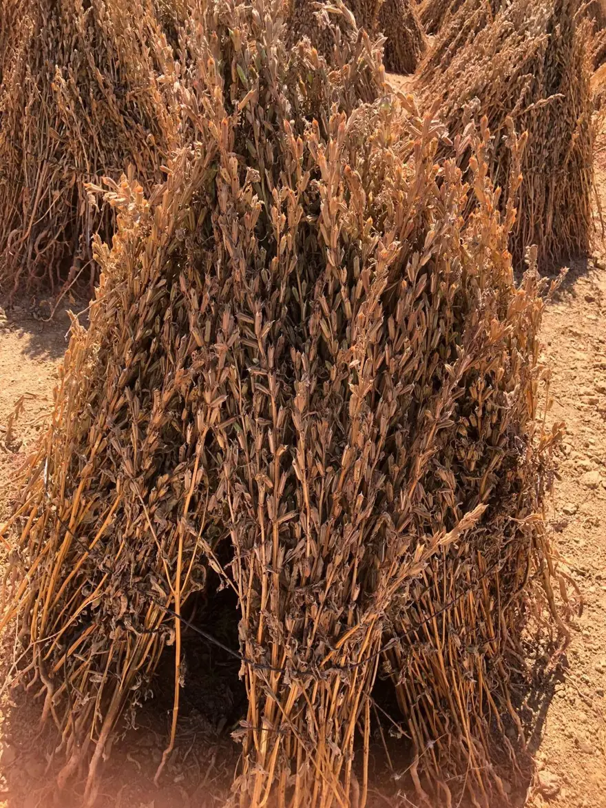 80 dekarlık alana ekildi, 3 bin 200 kilo verim bekleniyor: Hasat zamanı geldi 2 80 dekarlık alana ekildi, 3 bin 200 kilo verim bekleniyor: Hasat zamanı geldi 2