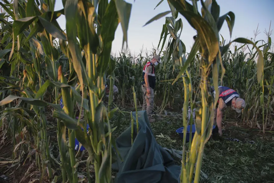 Mısır tarlasından 190 bin kök Hint keneviri ve 415 kilo esrar çıktı 7
