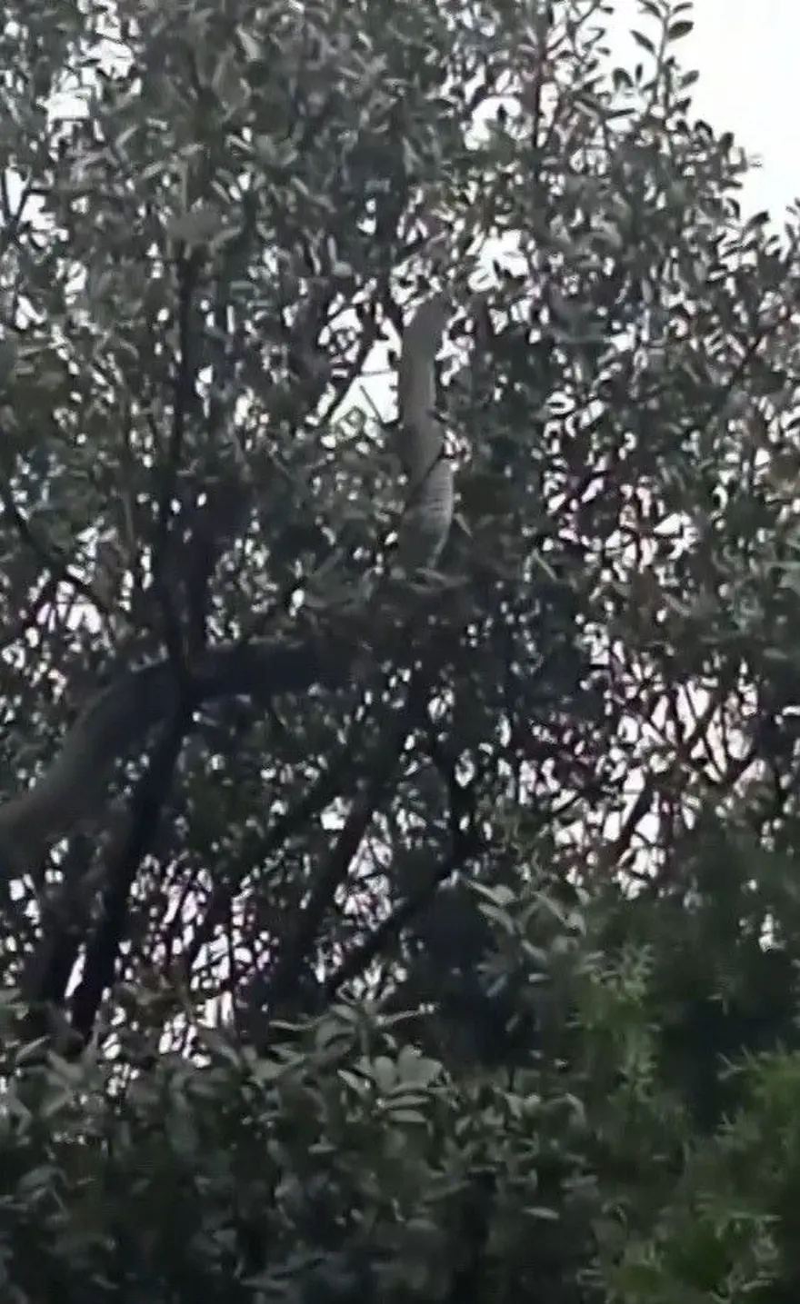 AĞAÇ DALI SANDILAR, DEV YILAN ÇIKTI 2