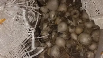 Doğada kendiliğinden yetişiyor: Tek tek topladı, 557 bin lira ceza kesildi