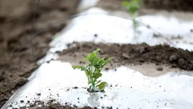 Zirai don desteği başvurusu nasıl yapılır? Zirai don desteği başvuru şartları neler?