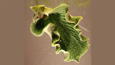 Fotosentez yapan hayvan keşfedildi