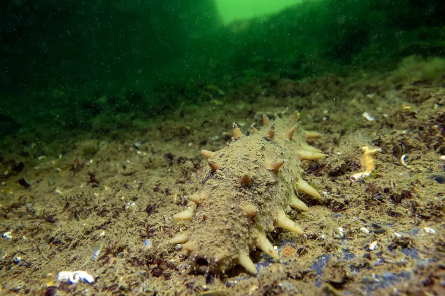 "Japon deniz hıyarı"nın popülasyonu artıyor! 1200 çeşidi var, İzmit Körfezi'nde görüldü 2