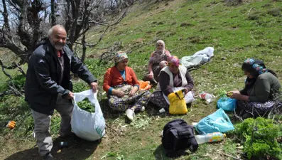 Toplamak için 5 saat yol yürüyorlar: Kilosu 250 lira, yüzlerce ailenin geçim kaynağı