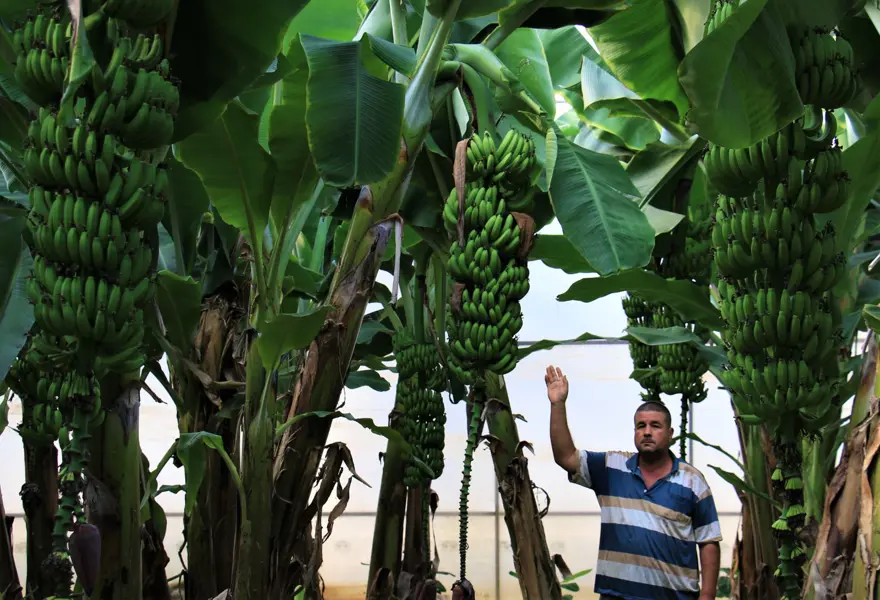 Muz üreticide 3 lira markette 12 lira 3