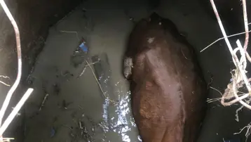 Yozgat'ta inek için kurtarma operasyonu