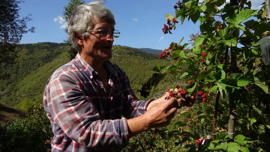 ORGANİK BÖĞÜRTLENLE ŞİFA DAĞITIYOR 3
