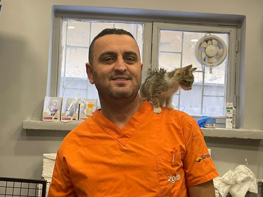Bu kedi tavuk sesi çıkarıyor! 5