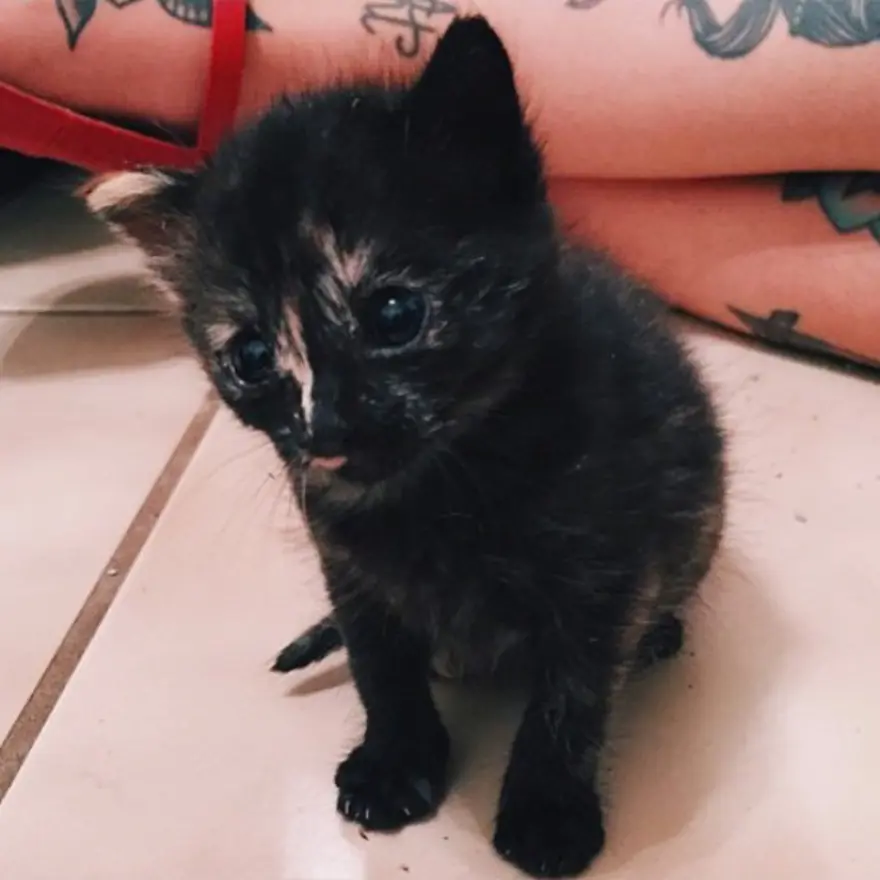 Hayatını kedileri kurtarmaya adadı 216