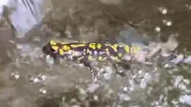 Nesli tükenme tehlikesi altında! Benekli semender kamerada