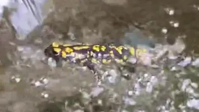 Nesli tükenme tehlikesi altında! Benekli semender kamerada