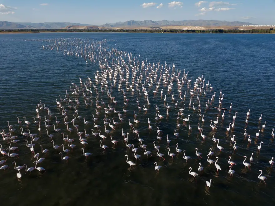 Van Gölü binlerce flamingoya ev sahipliği yapıyor 19