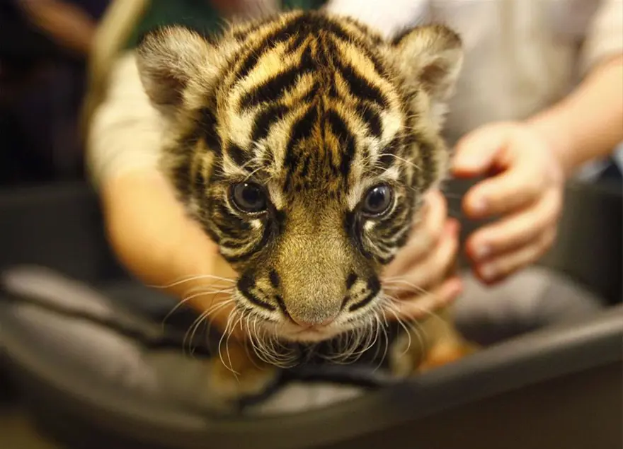 26 yıl bekletti, annesi reddetti 