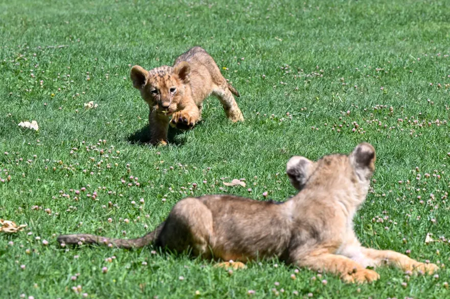 Erdoğan'ın aslanlarına isim aranıyor: Anketle belirlenecek 3