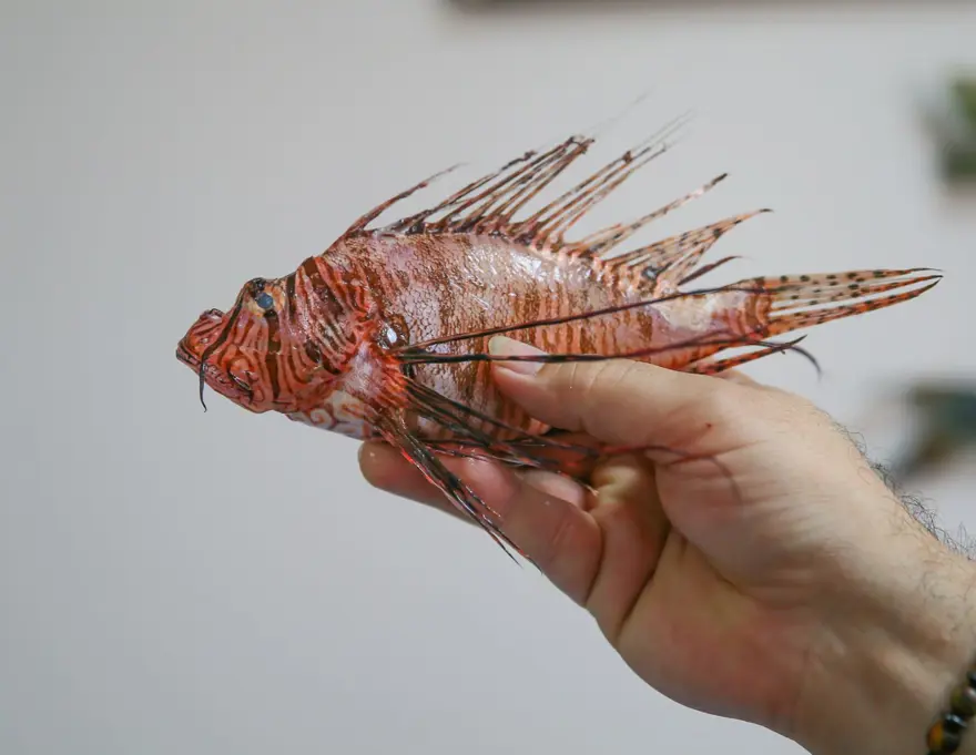 Aslan Balığı Kuzey Ege'ye çıktı 3