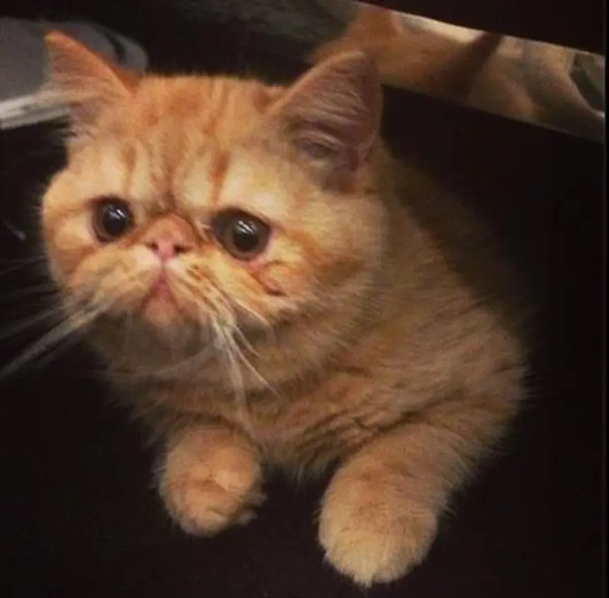 Yeni fenomen Bieber'ın kedisi 8