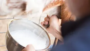 Keçi sütünden corona virüse ilaç umudu (Türk bilim insanlarının çalışması)