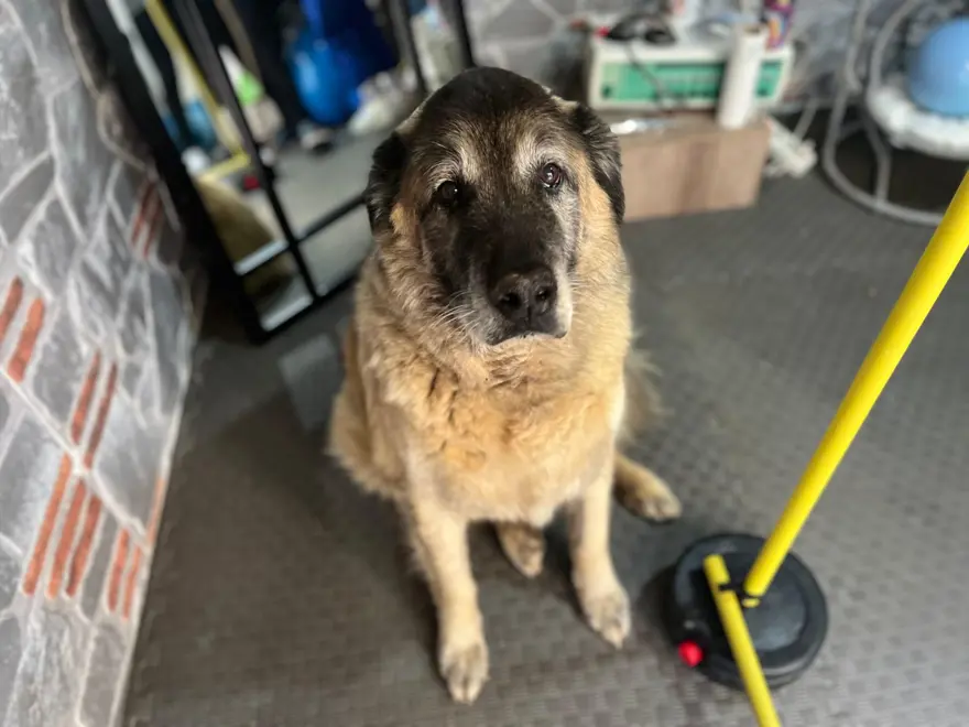 3 ayda 10 kilo veren obez köpek 'Duman', sahiplenmeyi bekliyor 3 ayda 10 kilo veren obez köpek 'Duman', sahiplenmeyi bekliyor