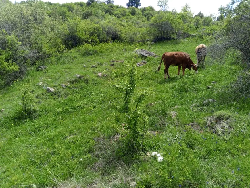 Zehirlenme vakalarında artış: Masum görünse de ölümcül olabiliyor 1