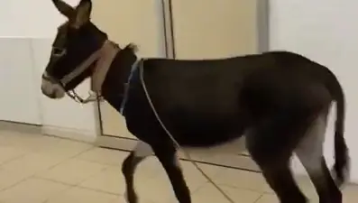 Eşek, hastanenin acil servisine girdi