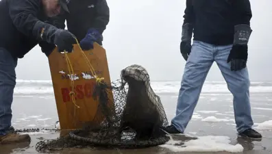 Hasta deniz aslanları dehşet saçtı: "Cinlenmiş gibi görünüyordu"