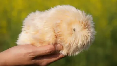 Japonya’da robot hayvan çılgınlığı: “4 milyon kişiliği var”