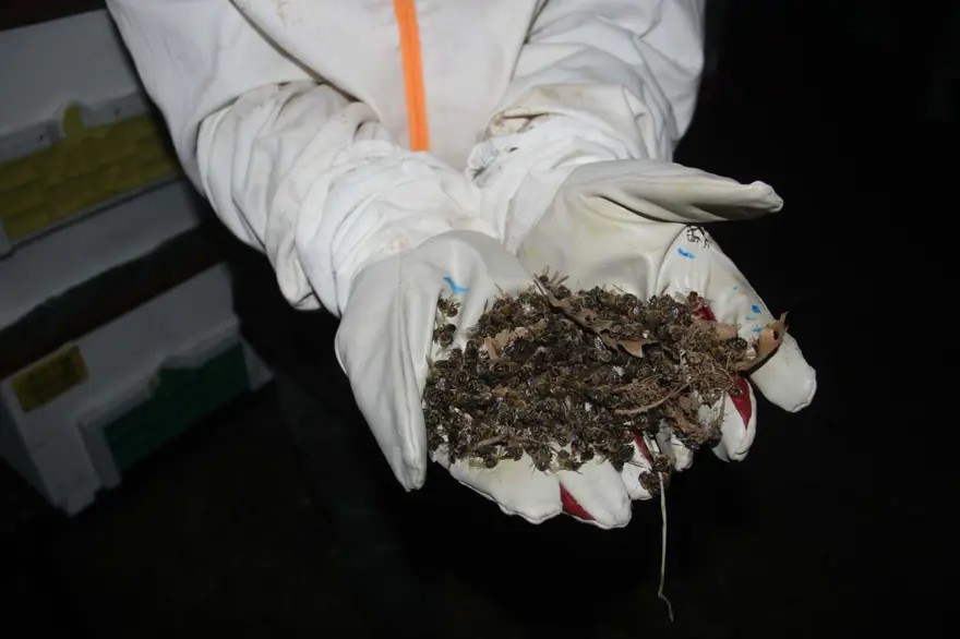 Çanakkale'de toplu arı ölümleri: "Ciddi bir katliam var" 3