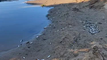 Side'de balık ölümlerine inceleme