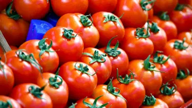 Tarladan markete domatesin fiyat yolculuğu