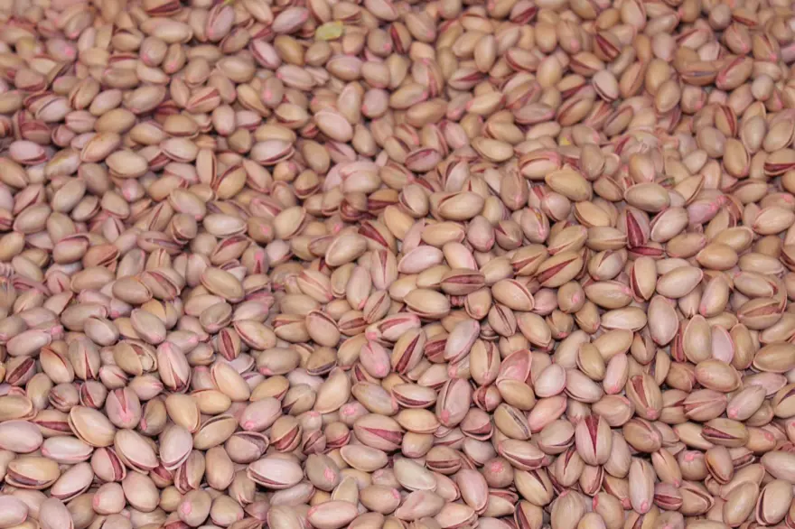 Siirt fıstığında rekolte arttı, fiyat düştü 4 Siirt fıstığında rekolte arttı, fiyat düştü 4