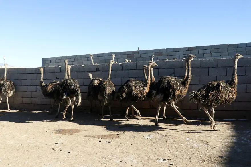 "Batarsın" dediler, kimseyi dinlemedi! 20 bin deve kuşu hedefliyor "Batarsın" dediler, kimseyi dinlemedi! 20 bin deve kuşu hedefliyor